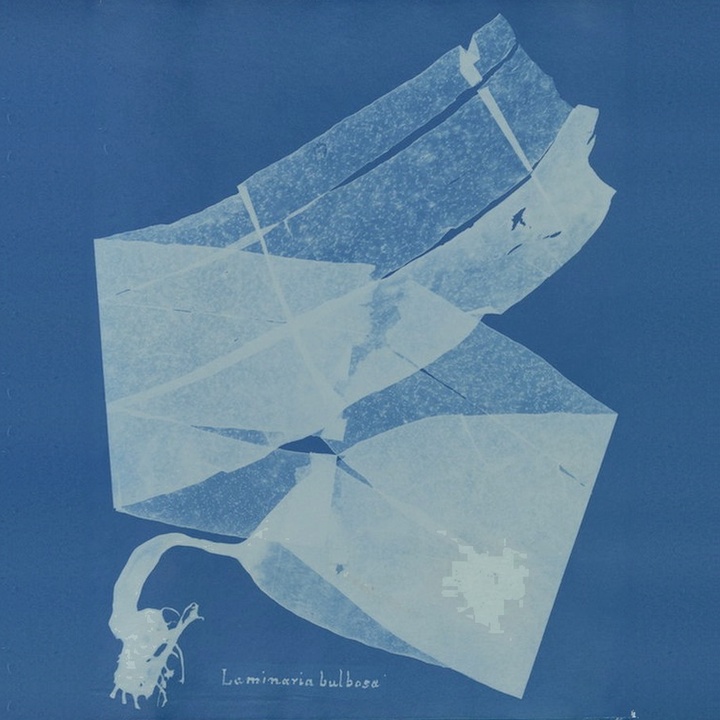 Anna Atkins cyanotype of overlapping translucent kelp.