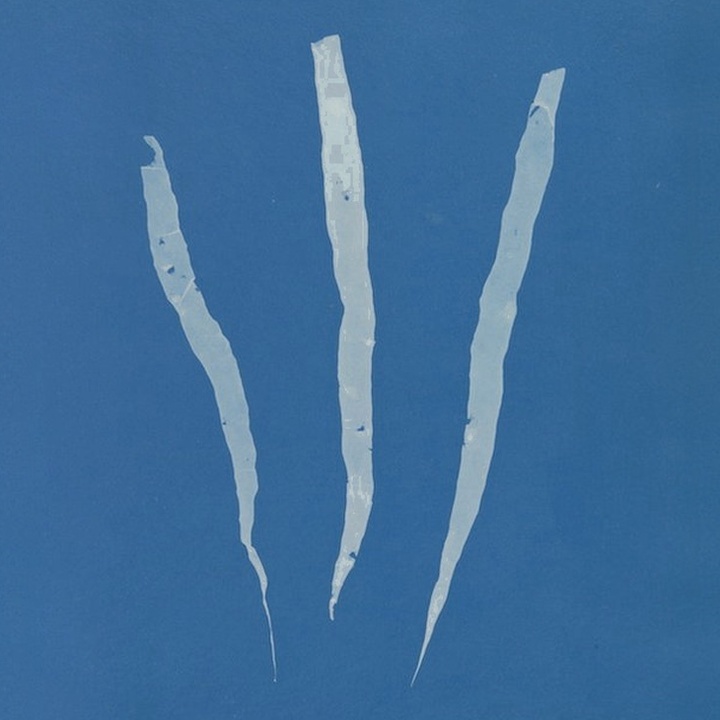 Anna Atkins cyanotype of three slender ribbon-like specimens.