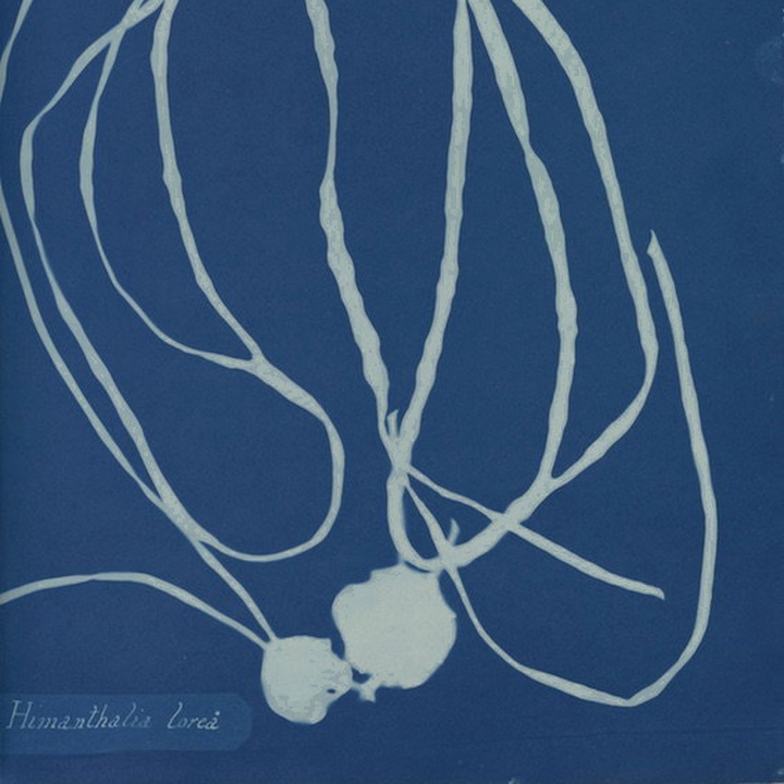 Anna Atkins cyanotype of long, looping ribbon-like algae.