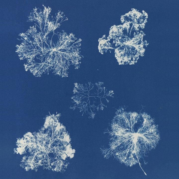 Anna Atkins cyanotype of five branching algae specimens.