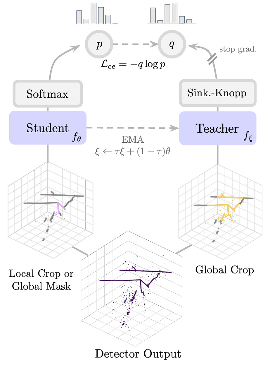 Self-distillation architecture diagram showing student and teacher paths with EMA updates